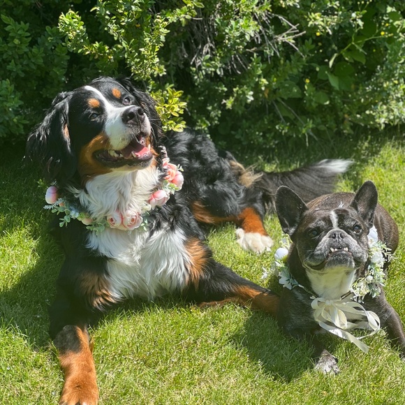 Floral dog collars with pearl leash - Picture 2 of 4